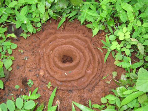 Ant house. Things To Know About Ant house. 